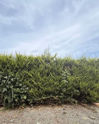 After: the same spot by the hedge, clear